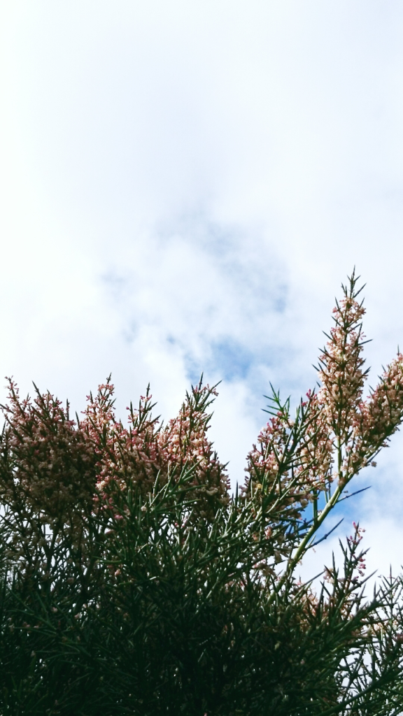 Plants with small peach coloured flowers with blue sky background. Pink flowers. Tree. Shrub. 